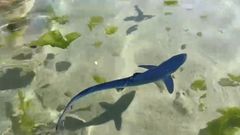 Aparece una quenlla en la playa de Quenxe, Corcubi�n