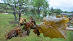 Racimos en su fase inicial de desarrollo calcinados por la �ltima helada en un parral