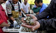 Socios de la cofrad�a de Barallobre mostrando ayer almeja muerta llegada de las bateas. 