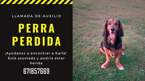 Imagen de Kaifa, la perra perdida en Oviedo