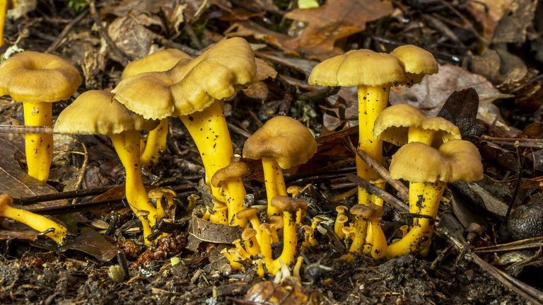 Exemplares de  «Cantharellus tubaeformis», unha das numerosas especies de cogomelos catalogadas na provincia de Lugo