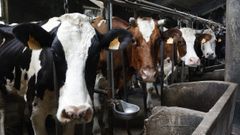Una de las categor�as de estos premios�reconocer� a los mejores proyectos agroganaderos
