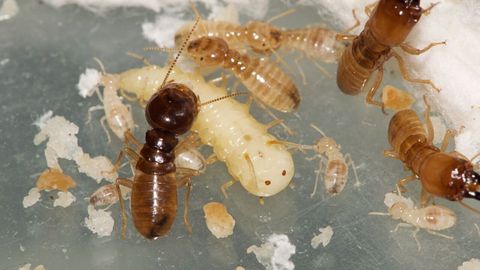Larva de mosca azul rodeada de termitas cosechadoras en el laboratorio.