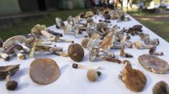 Clasificaci�n de especies recolectadas ayer en las Xornadas Micol�xicas de Vimianzo