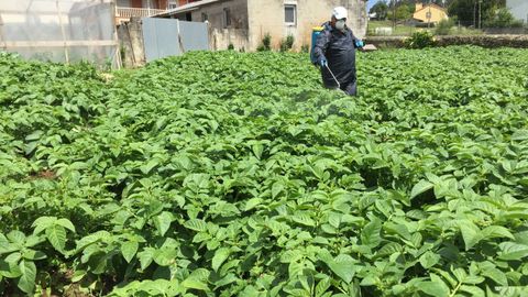 Aplicaci�n de productos fitosanitarios en una plantaci�n de patatas, en una imagen de archivo