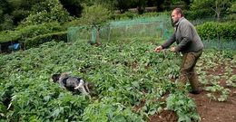 Los jabal�es causaron importantes destrozos en varias fincas de la comarca de Betanzos. 