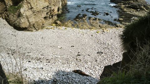El delfín, en la cala de cantos rodados