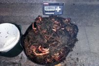 <span lang= es-es >Presi�n constante</span>. Gardacostas decomis� 381 kilos (40, en la imagen) en las �ltimas dos semanas y media en Arousa norte. 