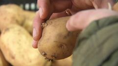 La plaga de la patata se extiende por Galicia tras fracasar las medidas para frenarla