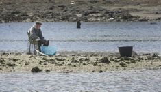 Los profesionales est�n detectando elevados niveles de mortandad en el bivalvo. 