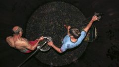 Pisado de la uva al estilo tradicional y en una cuba de madera en Adega Gu�maro