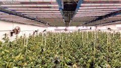 Un cultivo ilegal de cannabis descubierto por la Guardia Civil en Sevilla.