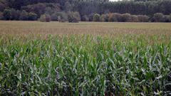 La nueva normativa acortar� los plazos para encontrar variedades�vegetales m�s resistentes a las enfermedades