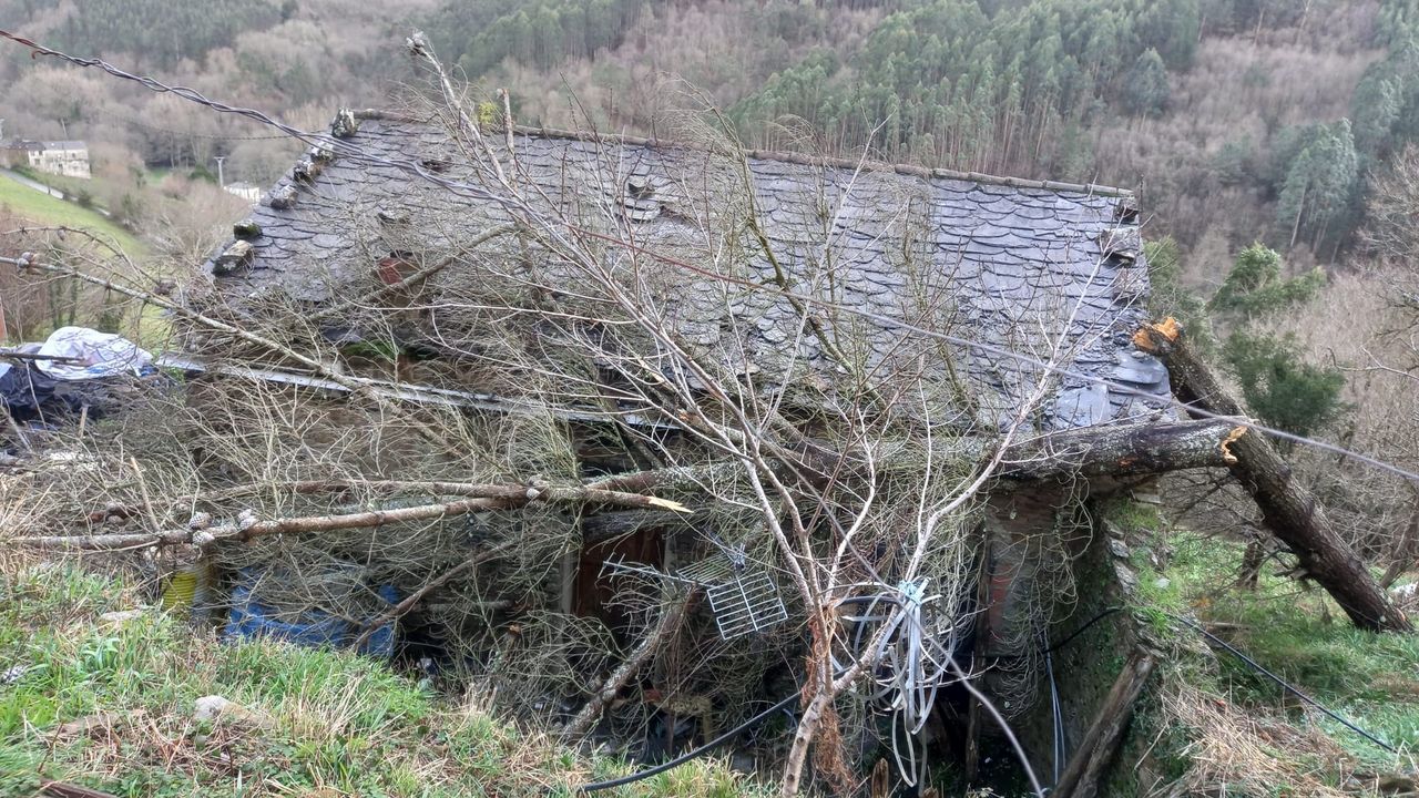 El viento tira un pino sobre una casa habitada en A Pontenova