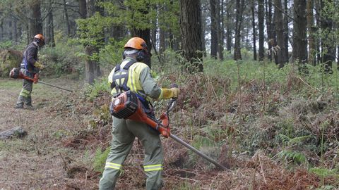 Limpieza de vegetaci&oacute;n para prevenir incendios