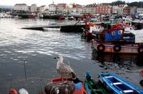 El plan de ordenaci�n reconoce que uno de los principales usos del puerto meco es el pesquero.