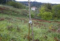 Este fin de semana fue destrozada una repoblaci�n de 150 �rboles en el monte de Salcedo. 
