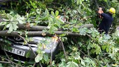 La ca�da de parte de un �rbol da�a varios veh�culos en el Cant�n de Ferrol