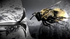 �C�mo trabajan las abejas?