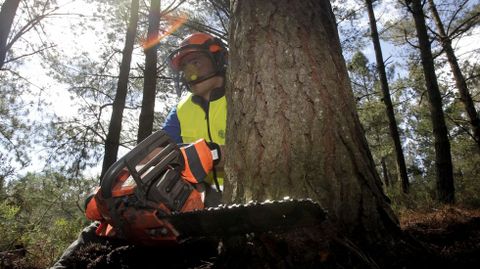 El corte direccional debe hacerse en el sentido previsto de ca�da del �rbol.