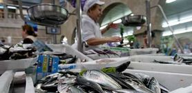 Los vendedores del mercado de Pontevedra, como sus compa�eros de otras plazas, destacan la escasa oferta de sardina en lonja. 