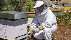 Unha das preguntas aos cient�ficos de Prensa-Escuela era pola orixe do mel