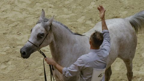 Campeonato de yeguas de raza �rabe en esta edici�n de Equigal