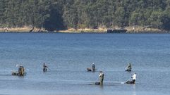 Marisqueo en la ra de Pontevedra el pasado octubre