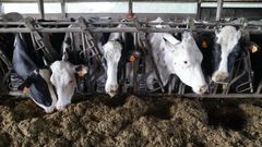 Vacas frisonas en una explotaci�n ganadera de Lugo