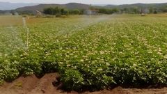 Zona de regad�o en la comarca de A Limia