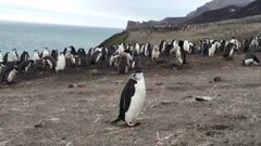 La colonia de la especie Barbijo en Decepcin es la ms numerosa del mundo