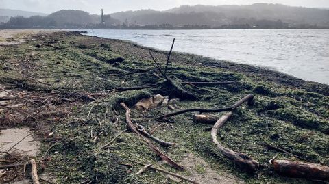 Playa de Lourido llena de maleza arrastrada por los r�os al mar y empujada por las olas a la orilla este viernes