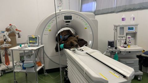 El animal fue trasladado al Rof Codina para realizarle un TAC, que arrojó un grave diagnóstico