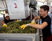 Las bodegas tienen listo el operativo para iniciar la vendimia en cuanto el tiempo lo permita.