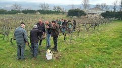 Curso de  poda de viedos en Monterrei