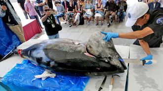 Un at�n rojo en una exhibici�n de ronqueo (troceado) en Vigo, en julio del 2018.