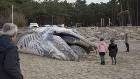 Ballenas.La ballena de 18 metros de largo y quince toneladas de peso que apareci varada a primeras horas del sbado en la playa de Balars se convirti en todo un atractivo turstico. 