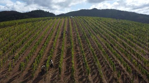 Vendimia de la variedad godello en la viña de Caspedro