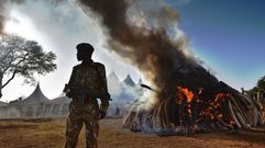 Queman cuernos de elefantes para denunciar el furtivismo