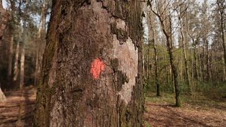 Estado deplorable del Souto da Retorta