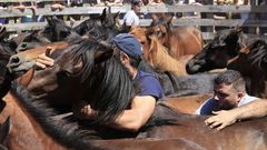 Rapa das Bestas en Friol