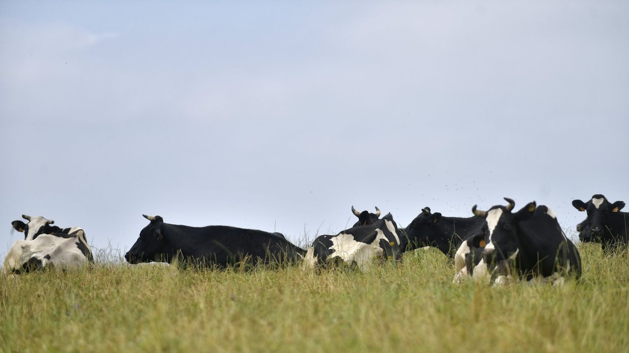 Ocho céntimos que pueden vaciar el rural
