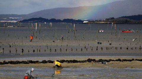 Vinculan esos casos de vibriosis al aumento de la temperatura de la superficie del mar en la costa gallega
