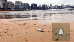 Ratas en la plaza de San Lorenzo, en Gij�n 