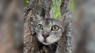 Atenea, la gata rescatada el fin de semana en Coruxo.