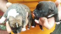 Dos de los cuatro cachorros abandonados en un contenedor en Sama