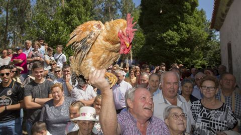 Puja de gallos en San Roque do Monte (Mira, Zas) 