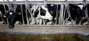 Las vacas lucenses son de una excelente calidad. 