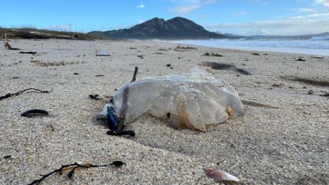 El temporal arrastr carabelas portuguesas, ramas y algas a la playa de Area Maior en Muros
