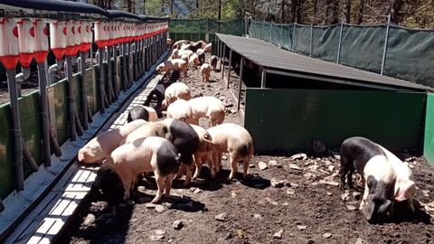 El Concello de Ribeira de Piqu�n apost� por la cr�a de porco celta en la Fundaci�n TerrEO